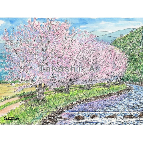 桜の小径」透明水彩画 原画 風景画 額縁付 F6サイズ 絵画 Oni 桜の小径」透明水彩画 原画 風景画 額縁付 F6サイズ 絵画 Oni