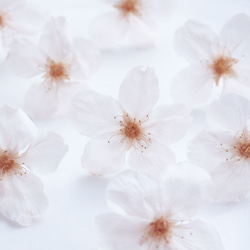 【受注制作】Everpink. 本物の桜　厳選花のみで仕上げるタックピン/ブローチ/ピンブローチ 10枚目の画像