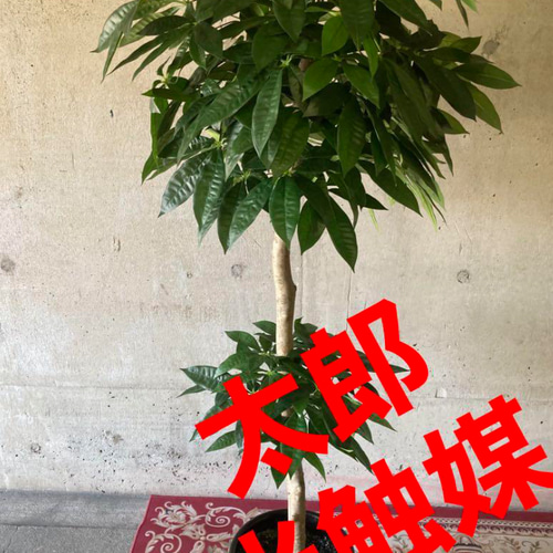 光触媒 人工観葉植物 ウォールグリーン フェイクグリーン パキラ16670 