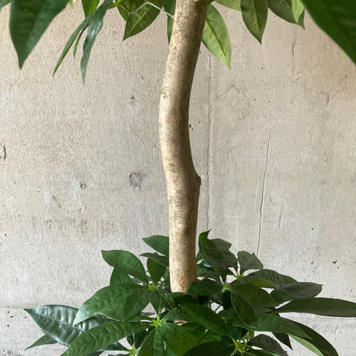 光触媒 人工観葉植物 ウォールグリーン フェイクグリーン パキラ16670 