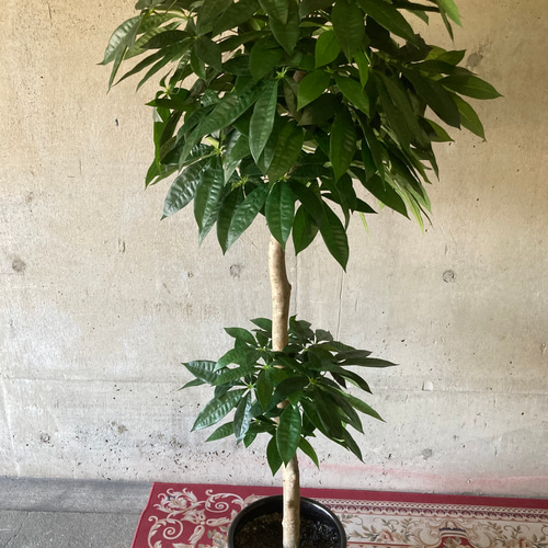 光触媒人工観葉植物ウォールグリーンフェイクグリーンパキラ16670