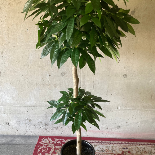 光触媒人工観葉植物ウォールグリーンフェイクグリーンパキラ16670