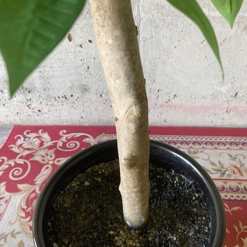 光触媒 人工観葉植物 ウォールグリーン フェイクグリーン パキラ16670 