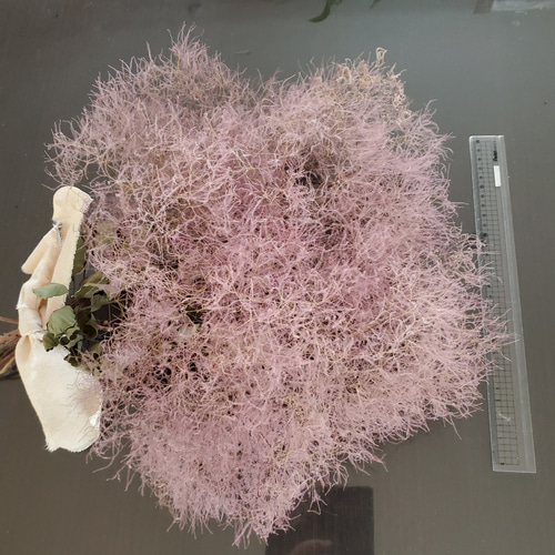 スモークツリーのスワッグ No.202 スモークツリー スワッグ ドライ