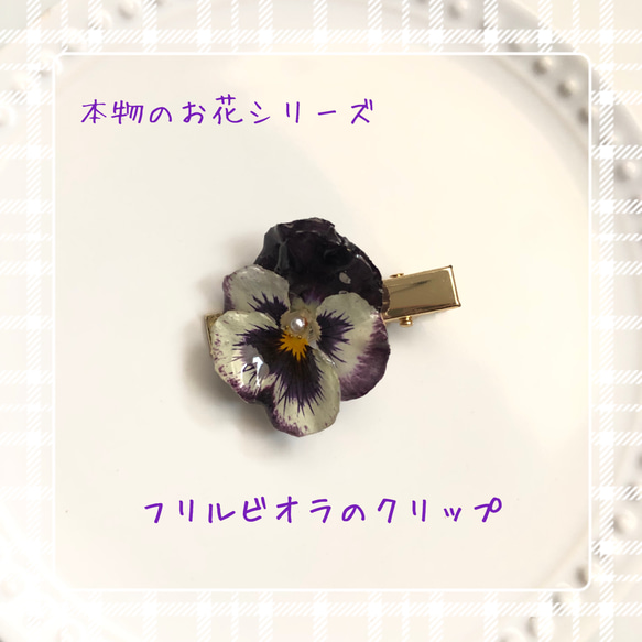 本物の花♪　フリルビオラのクリップピン 1枚目の画像