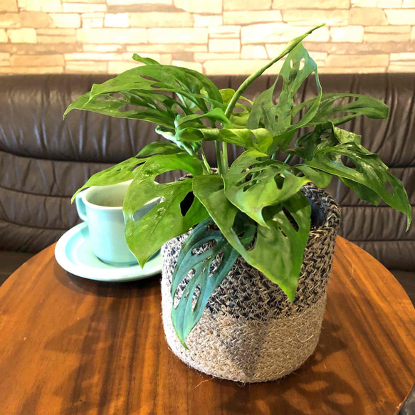 マドカズラ モンステラ おしゃれなジュード鉢 観葉植物 一輪挿し・花瓶