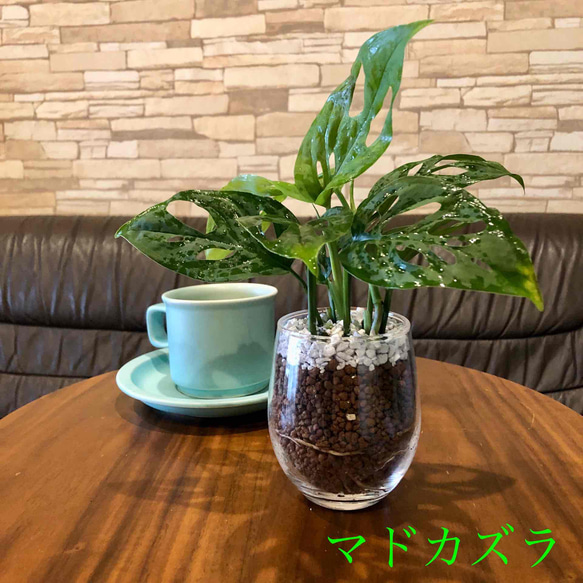 マドカズラ 土を使わないハイドロカルチャー 観葉植物 モンステラ