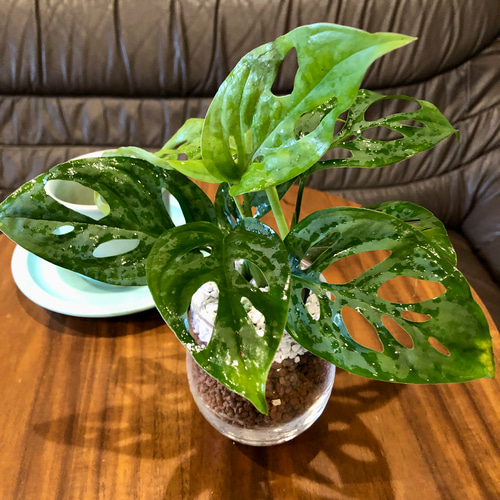 マドカズラ 土を使わないハイドロカルチャー 観葉植物 モンステラ