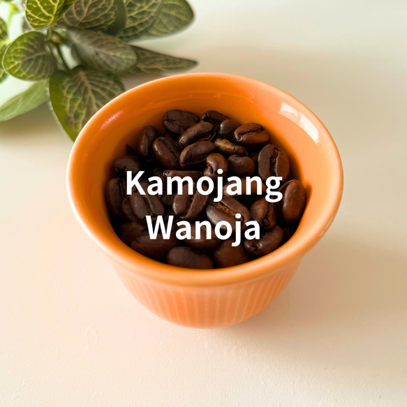 インドネシア　カモジャン ワノジャ RI コーヒ－豆 200g 1枚目の画像