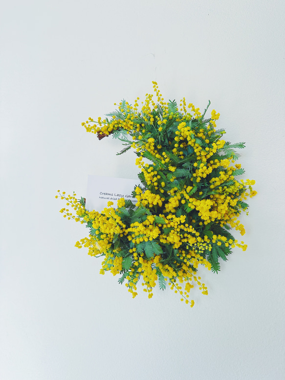 【Mimosa】14花咲きミモザの三日月リース2024  crescent wreath 1枚目の画像