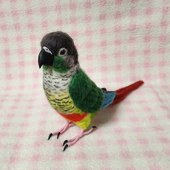 ほぼライフサイズ　ホオミドリアカオウロコインコ ver.2  Green-cheeked Conure 羊毛 受注作成 4枚目の画像