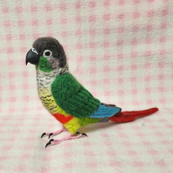 ほぼライフサイズ　ホオミドリアカオウロコインコ ver.2  Green-cheeked Conure 羊毛 受注作成 3枚目の画像