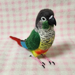 ほぼライフサイズ　ホオミドリアカオウロコインコ ver.2  Green-cheeked Conure 羊毛 受注作成 1枚目の画像