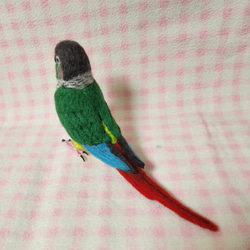 ほぼライフサイズ　ホオミドリアカオウロコインコ ver.2  Green-cheeked Conure 羊毛 受注作成 5枚目の画像