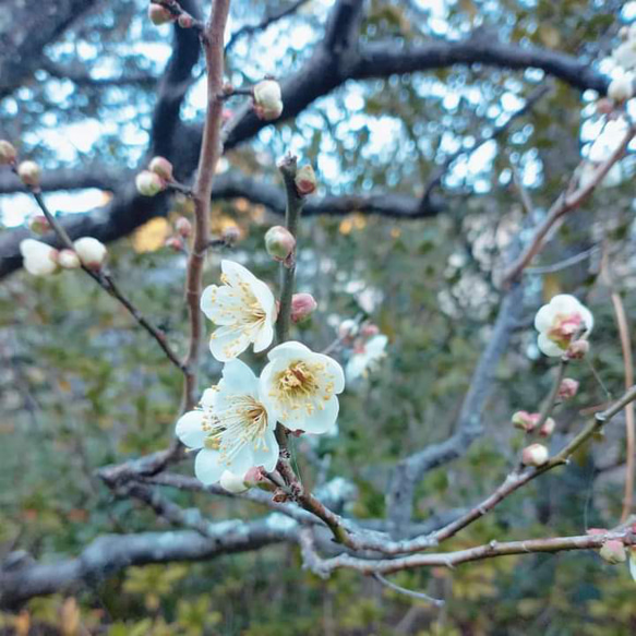 心を彩る Japanese Scenery《梅のささやき》＊送料無料＊ましかくフォト 90×90 1枚目の画像