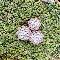 寄せ植えお買い得10種セット 韓国苗 多肉植物 その他素材