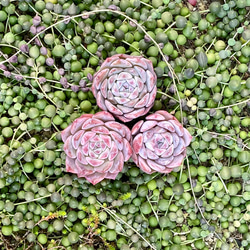 シュガークリスタル 韓国苗 エケベリア 多肉植物 多肉植物