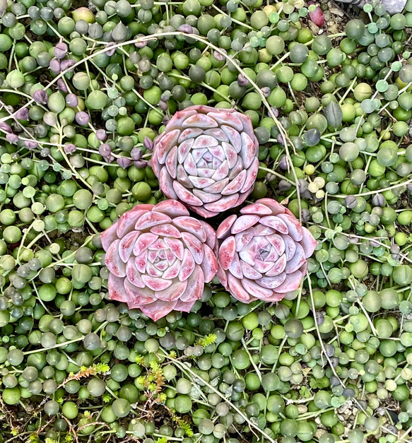 シュガークリスタル 韓国苗 エケベリア 多肉植物 多肉植物