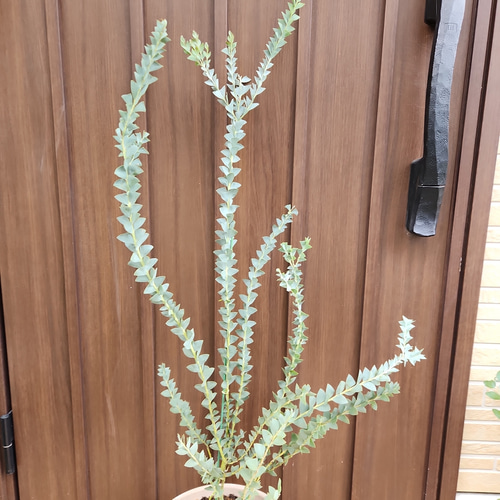 サンカクバアカシア　三角葉アカシア　テラコッタ鉢植え　苗ミモザ　ウェルカムツリー サンカクバアカシア 三角葉アカシア テラコッタ鉢植え 苗ミモザ