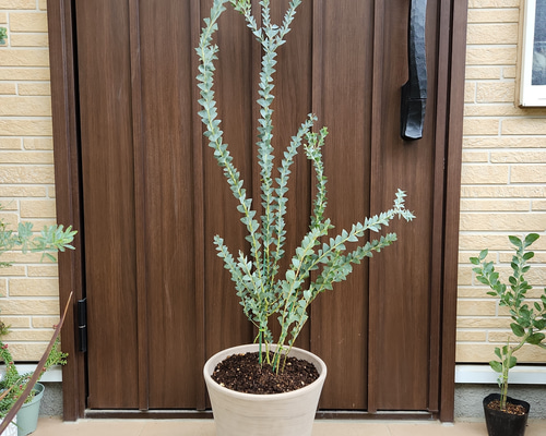 サンカクバアカシア 三角葉アカシア テラコッタ鉢植え 苗ミモザ