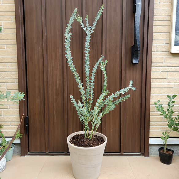 サンカクバアカシア　三角葉アカシア　テラコッタ鉢植え　苗ミモザ　ウェルカムツリー サンカクバアカシア 三角葉アカシア テラコッタ鉢植え 苗ミモザ