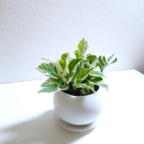 ○数量限定○ 世界一の品評会で受賞 ”ポトス エンジョイ クラフト