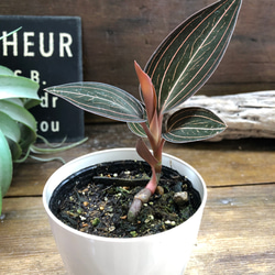 ルディシア ディスカラー ♡ ♡キラキラ光る葉脈♡ジュエルオーキッド♡観葉植物 10枚目の画像