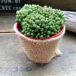 ユーフォルビア♡エノプラヒール♡子株たくさん♡多肉植物♡ 9枚目の画像