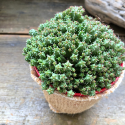 ユーフォルビア♡エノプラヒール♡子株たくさん♡多肉植物♡ 3枚目の画像