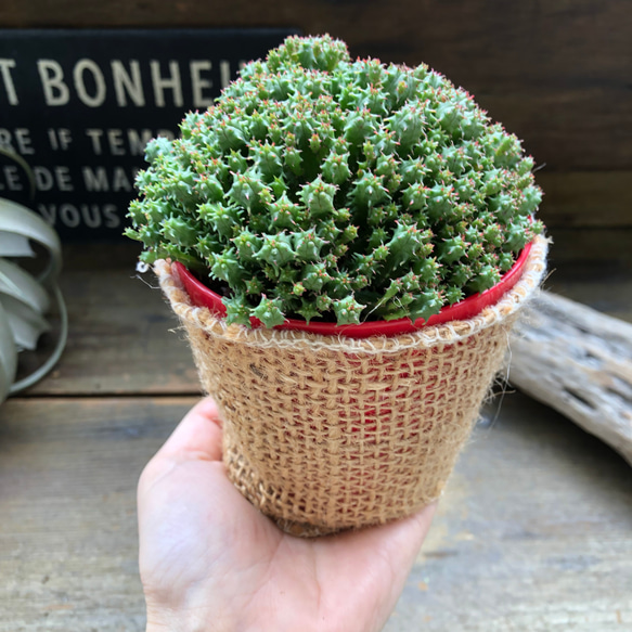 ユーフォルビア♡エノプラヒール♡子株たくさん♡多肉植物♡ 5枚目の画像