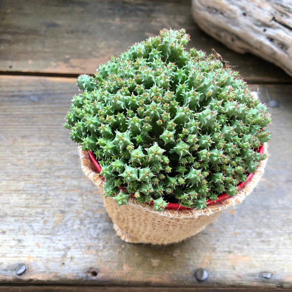 ユーフォルビア♡エノプラヒール♡子株たくさん♡多肉植物♡ 7枚目の画像