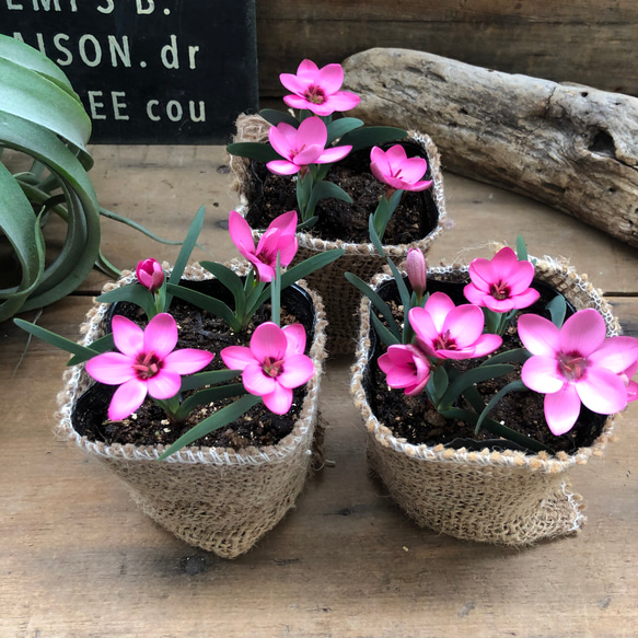 ヘスペランサ　フミリス♡ 秋植え球根♡毎年咲きます♡ガーデニング♡観葉植物 6枚目の画像