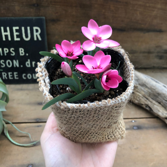 ヘスペランサ　フミリス♡ 秋植え球根♡毎年咲きます♡ガーデニング♡観葉植物 13枚目の画像