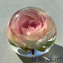 植物標本　薔薇　ピンクの縁取り　６センチ球体 5枚目の画像
