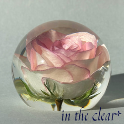 植物標本　薔薇　ピンクの縁取り　６センチ球体 3枚目の画像
