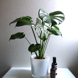 【セット販売】モンステラ リアルな人工観葉植物約100cmとウッドチップ鉢カバー セット販売】モンステラ リアルな人工観葉植物約100cmとウッド