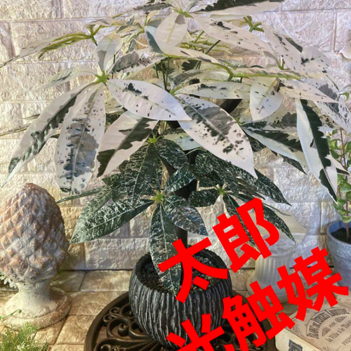 光触媒 人工観葉植物 ウォールグリーン フェイクグリーン 斑入り