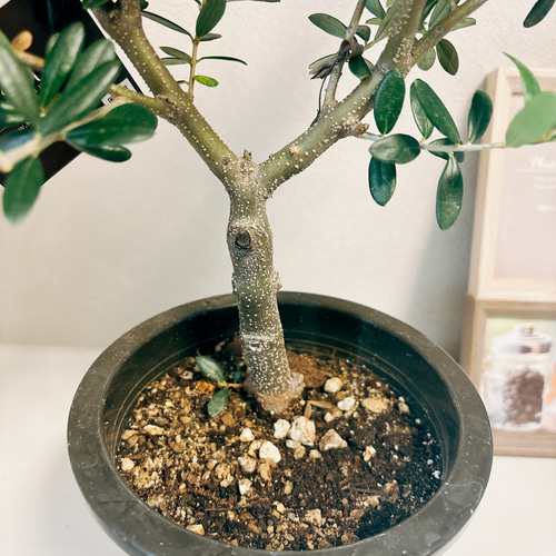 現品］2番 創樹 オリーブ ネバディロブランコ 5号 観葉植物 屋外