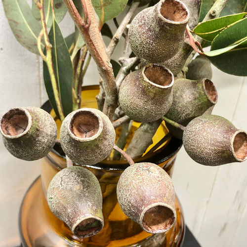 ベルガムナッツ　５個 フレッシュ ユーカリ ベルガムナッツ 5本 その他インテリア雑貨