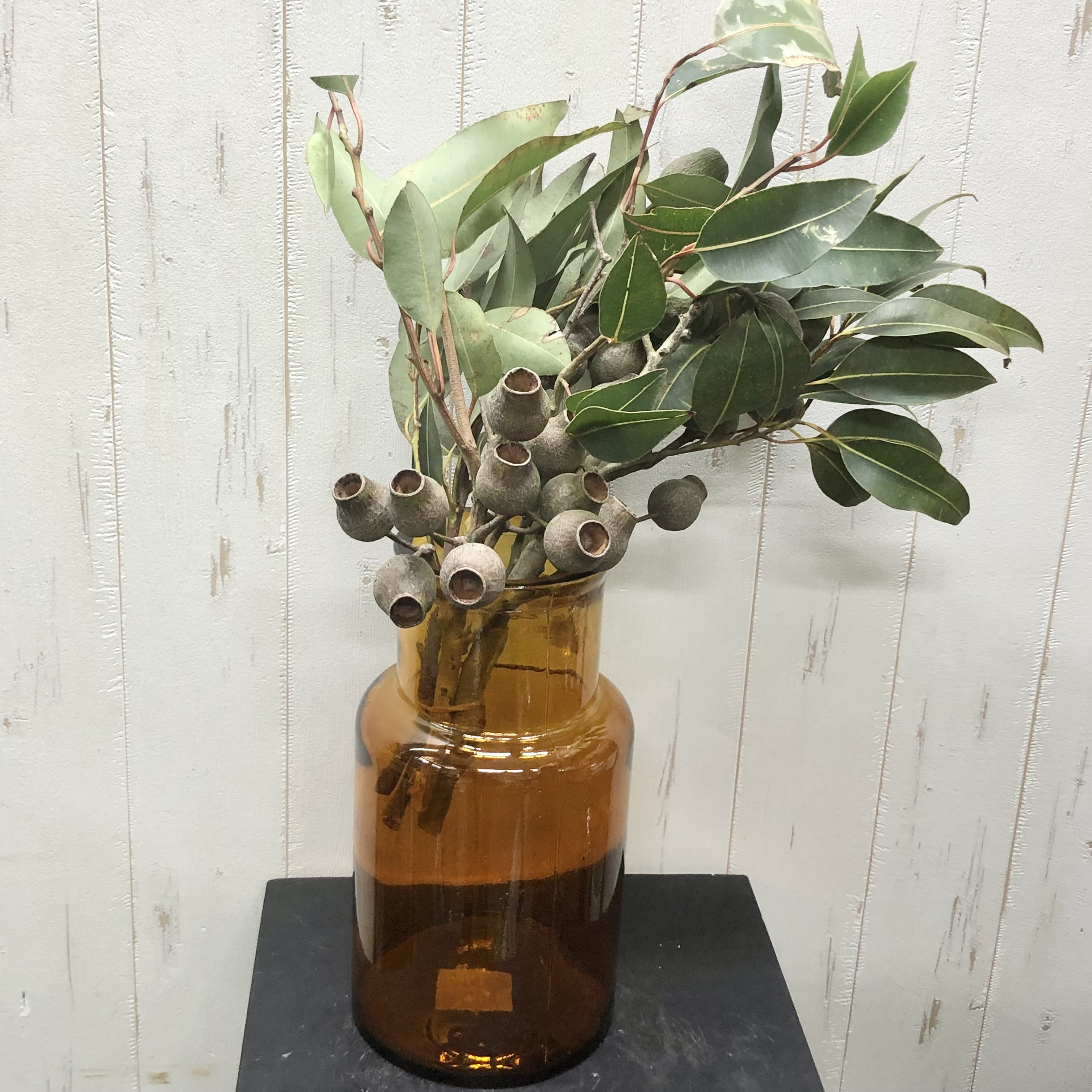 ベルガムナッツ　５個 フレッシュ ユーカリ ベルガムナッツ 5本 その他インテリア雑貨