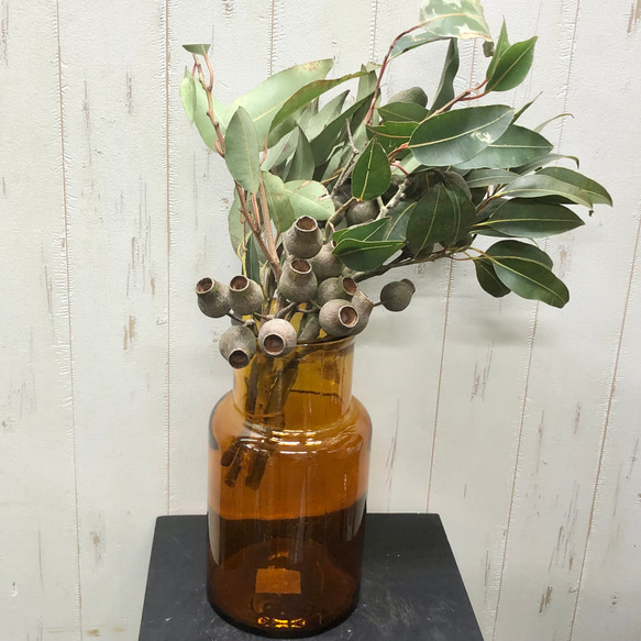 ベルガムナッツ　５個 フレッシュ ユーカリ ベルガムナッツ 5本 その他インテリア雑貨 PLANTS