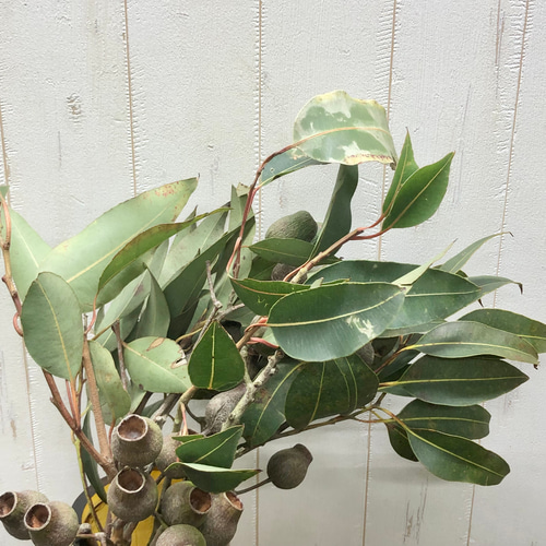 フレッシュ ユーカリ ベルガムナッツ 5本 その他インテリア雑貨