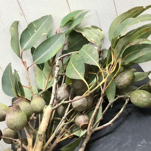 フレッシュ ユーカリ ベルガムナッツ 5本 その他インテリア雑貨 PLANTS