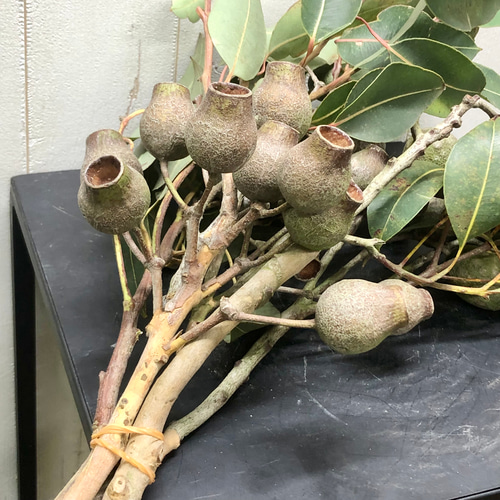 ベルガムナッツ 5個 【公式通販】