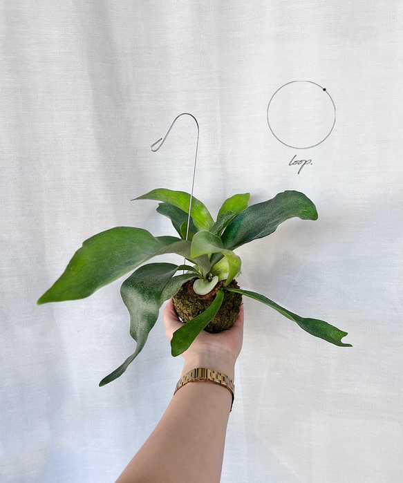 【観葉植物】コウモリラン苔玉 1枚目の画像