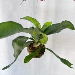 【観葉植物】コウモリラン苔玉 3枚目の画像