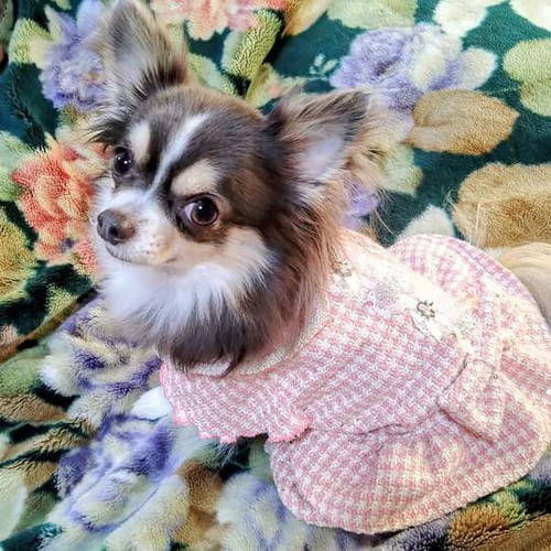 犬の服【ブラックウォッチのエレガントワンピ―ス】ハンドメイド 犬の服【ブラックウォッチのエレガントワンピ―ス】ハンドメイド