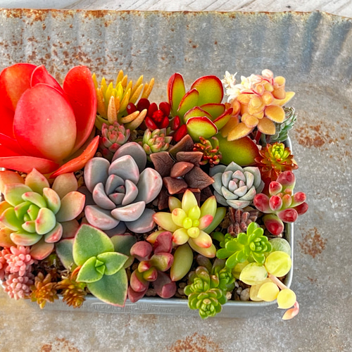 冬季限定♡⃛ちまちま寄せ植え紅葉中＊ちまちまサイズ＊多肉植物＊抜き