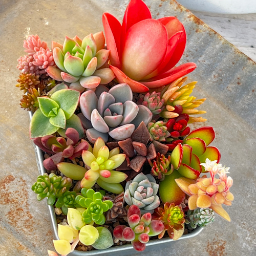 冬季限定♡⃛ちまちま寄せ植え紅葉中＊ちまちまサイズ＊多肉植物＊抜き