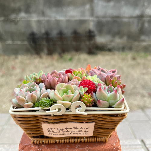 母の日寄せ植え多肉植物寄せ植えバスケット☆